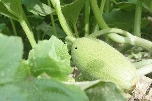 新疆吃瓜爆料,揭秘当地美食背后的故事